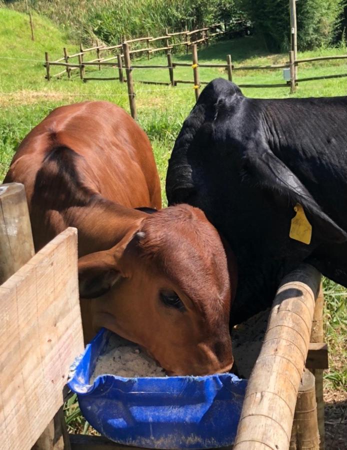 Vivenda Dos Guaranys -Um Projeto Ecologico - Casa Villa Conservatória Eksteriør billede