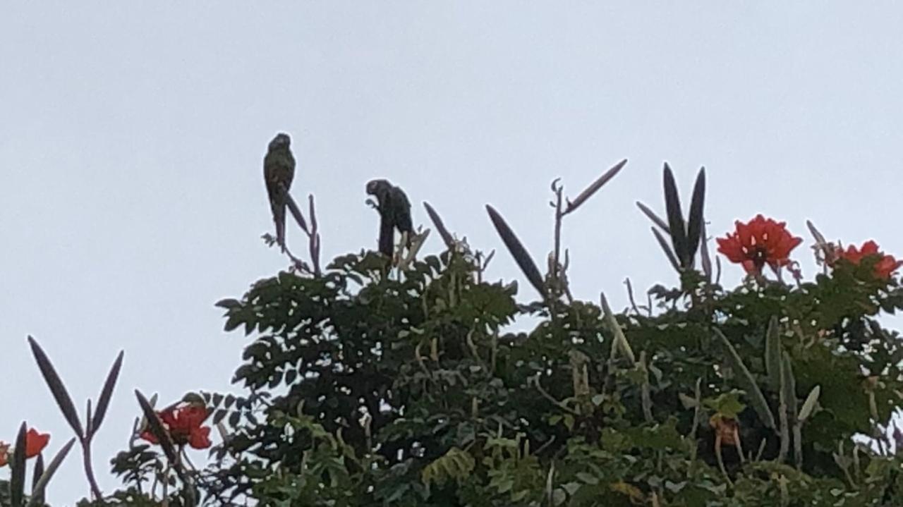 Vivenda Dos Guaranys -Um Projeto Ecologico - Casa Villa Conservatória Eksteriør billede