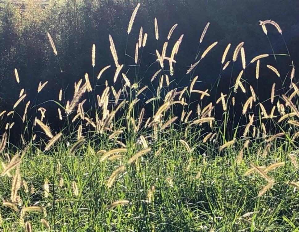 Vivenda Dos Guaranys -Um Projeto Ecologico - Casa Villa Conservatória Eksteriør billede